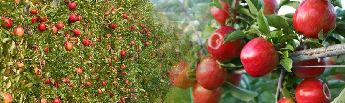 सेब-का-पेड़