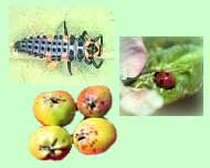 Fruits-Insects