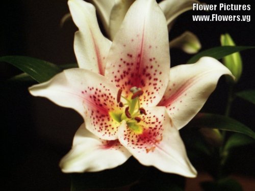 ऑरियंटल