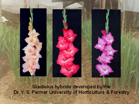 बागवानी और वानिकी