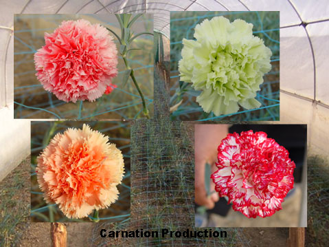 कार्नेशन उत्पादन
