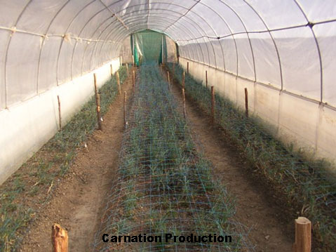 कार्नेशन उत्पादन