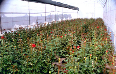 गुलाब की संरक्षित खेती