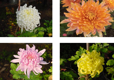 क्रिसैंथेमम