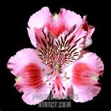 अल्सटरोमेरिया