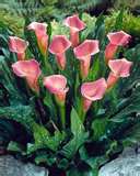 जनटेदेस्चिया