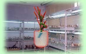 Plant-Laboratory