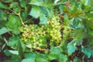 Grapes-plant